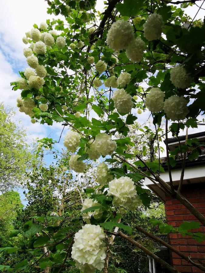 Balally House Bed & Breakfast Shannon Exterior foto